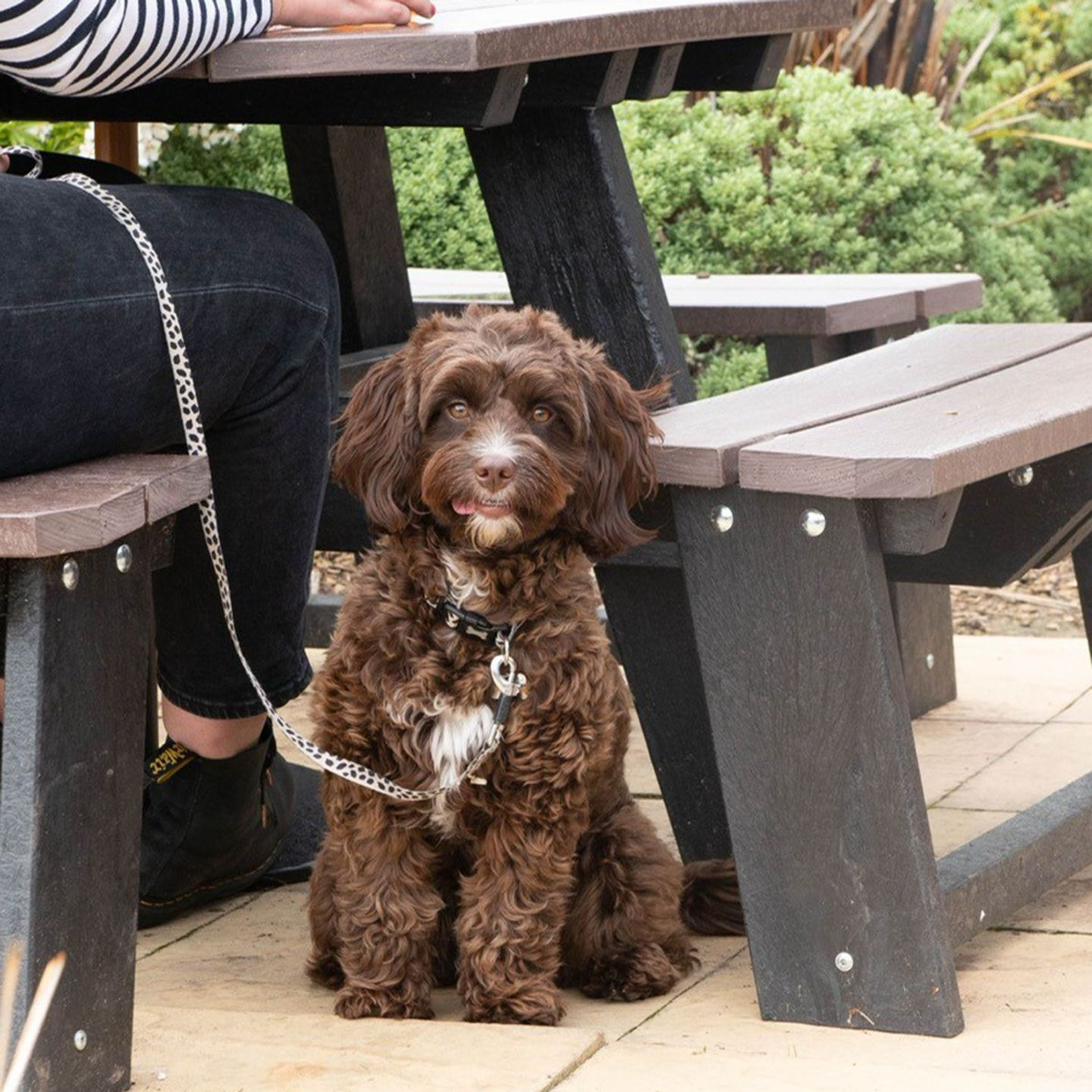 Your local dog friendly pub in Folkestone